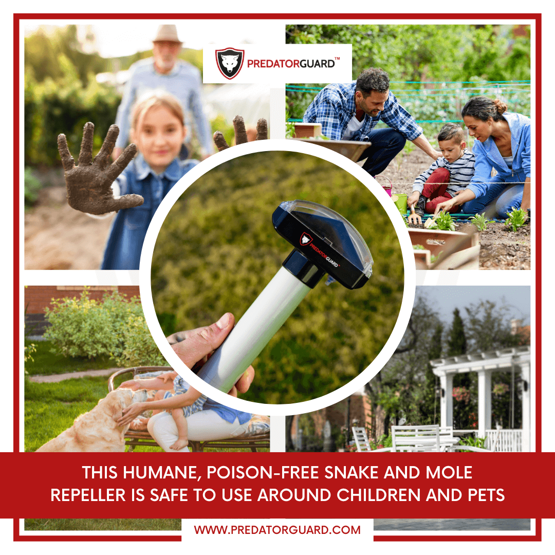 Humane and poison-free Predator Guard Pestaway Snake, Mole & Mouse Repeller focusing on safety around children and pets
